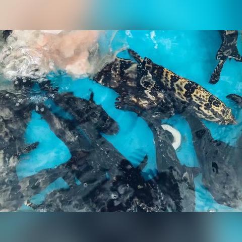 (神马玩意)神马筵席攻略:美食佳肴,齐齐享受盛宴,尽在眼前