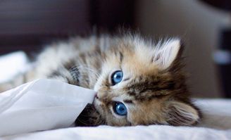 (猫咪大乱斗!)猫宅97:丛林大乱斗,猫咪们的冒险之旅引人入胜,乐趣无限