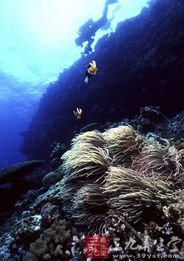 (下潜到海底)深海探秘:下潜下潜,揭秘海底奇观和生物多样性