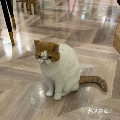 小峰小志的猫咪小院坐落在郑州的什么地方? 小峰小志的猫咪小院坐落在郑州的什么地方?