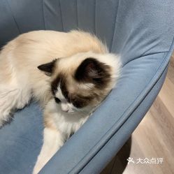 小峰小志的猫咪小院坐落在郑州的什么地方? 小峰小志的猫咪小院坐落在郑州的什么地方?