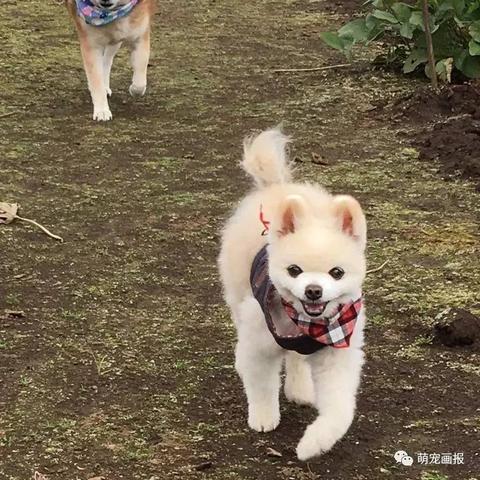 柴犬侠客表情包:萌犬化身武侠英雄,带你领略不一样的表情魅力 柴犬侠客表情包:萌犬化身武侠英雄,带你领略不一样的表情魅力