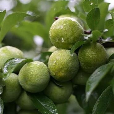 (搜狗浏览器收藏夹怎么导出)如何将搜狗浏览器中的收藏夹导出并保存到本地，详细步骤一览