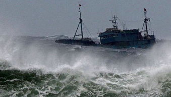 (福建渔船沉没)2024年1月31号福建沿海渔船停航，渔业受冲击，导致捕鱼产量骤降