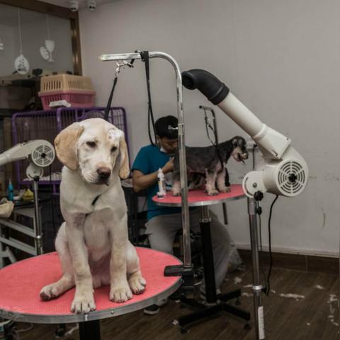 万千宠物店：探索城市中最温馨的宠物天堂，一起分享宠物与生活的美好瞬间