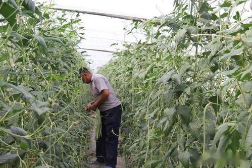 (栽种的树苗多久能看出来是否成活)老农栽种树苗，需要多久才能看到结果？